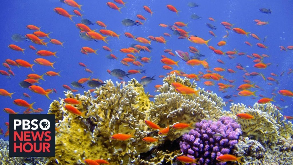 The Future of Ocean life is bleak if we don’t cut Carbon emissions