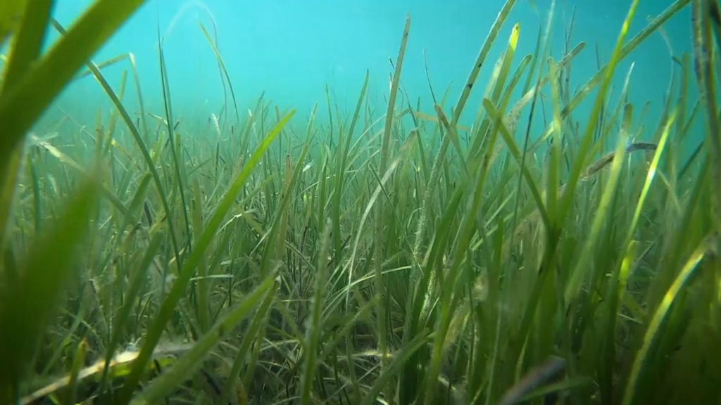 British Seagrass could help tackle Climate Change